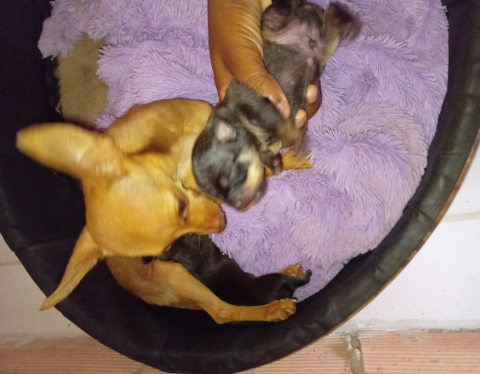 Estou vendendo filhotes de pinscher macho